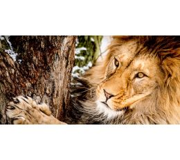 Fotografujeme zvířata - zoo Jihlava